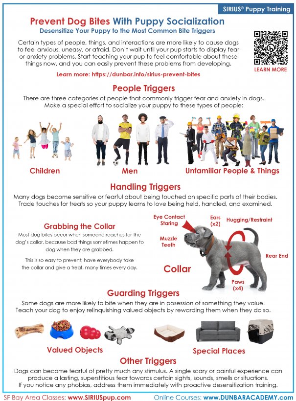 Dog socialization training top